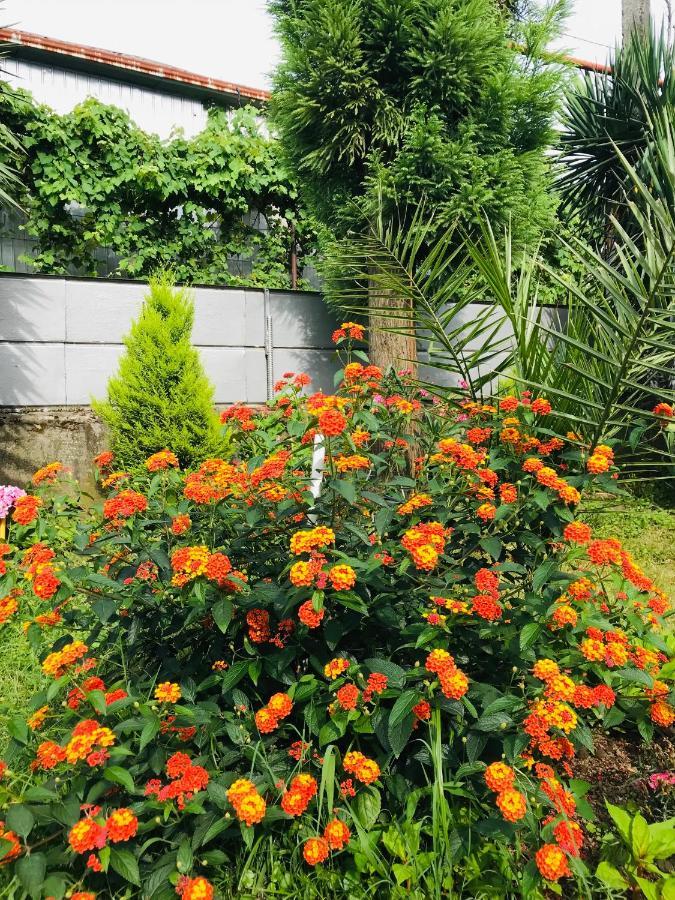 Greenview Guesthouse Batumi Zewnętrze zdjęcie