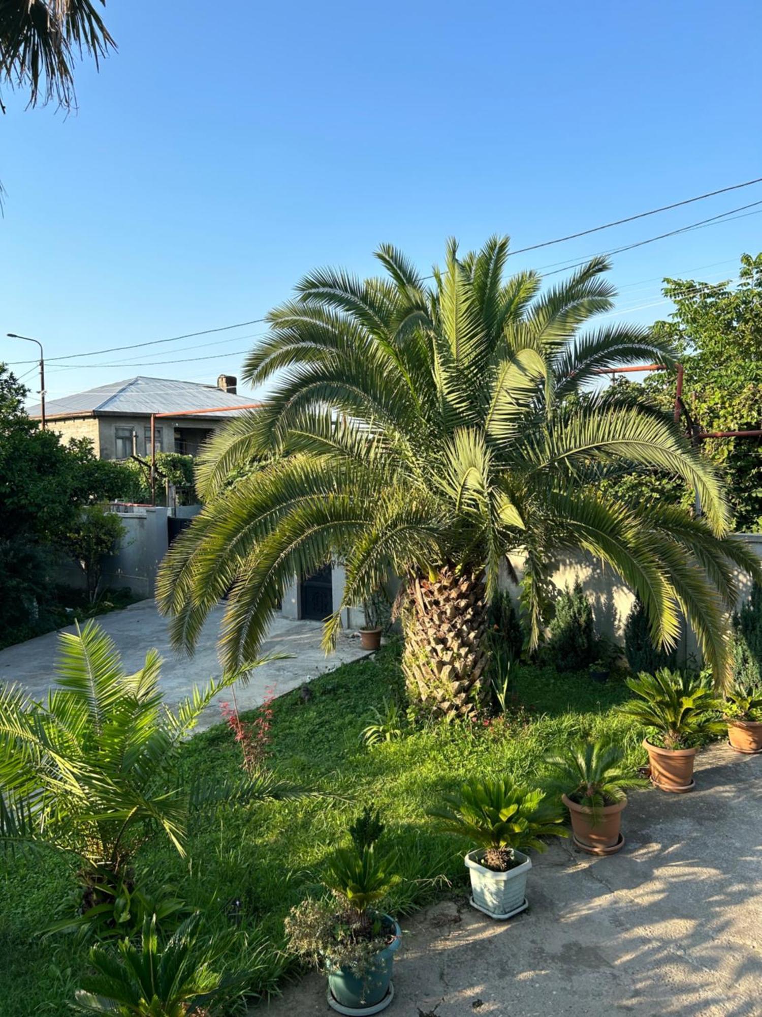 Greenview Guesthouse Batumi Zewnętrze zdjęcie